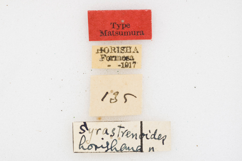Syrastrenoides horishana